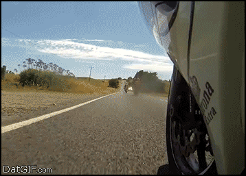 motorcycle_koala